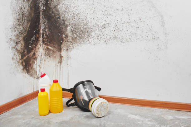 Best Home Mold Removal  in Orange Park, FL