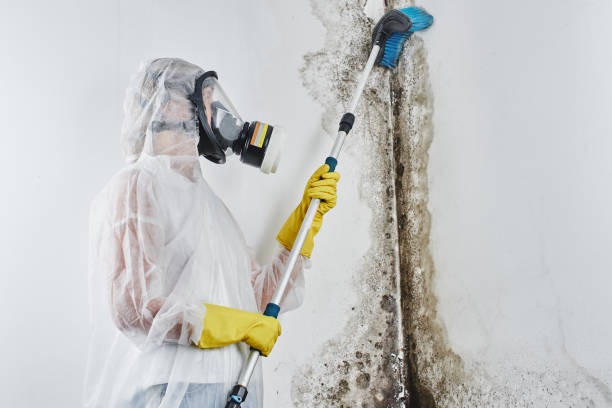 Best Affordable Mold Removal  in Orange Park, FL
