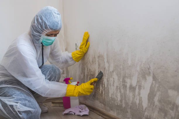 Best Attic Mold Removal  in Orange Park, FL