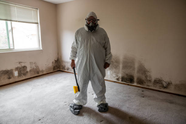 Best Black Mold Removal  in Orange Park, FL