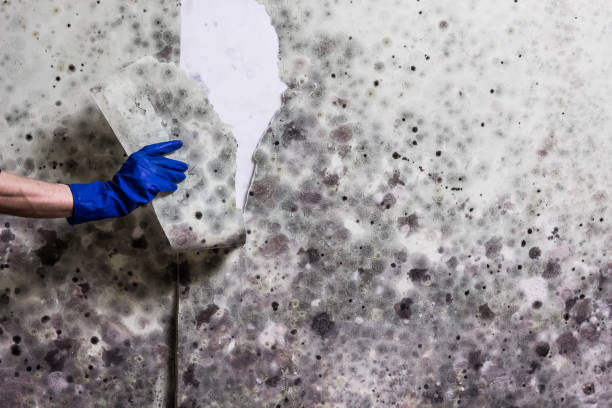 Water Damage Restoration in Orange Park, FL
