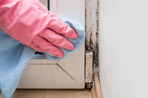 Mold Removal Process in Orange Park, FL