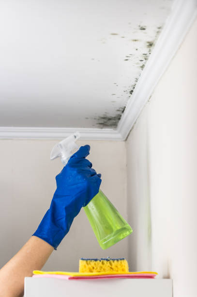 Professional Mold Removal in Orange Park, FL